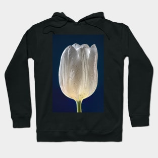 White Tulip with Raindrops and Dark Blue Background Hoodie